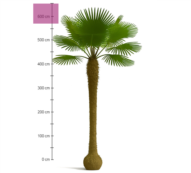 PALME TRACHYCARPUS FORTUNEI HÖHE 600CM Winterhärte: bis –19 °C