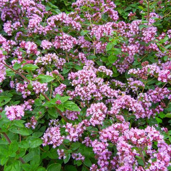Nahaufnahme von blühendem Oregano im Gartenbeet