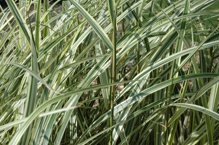 Miscanthus sinensis 'Variegatus', Chinaschilf, gestreift, 3-5 Liter Container