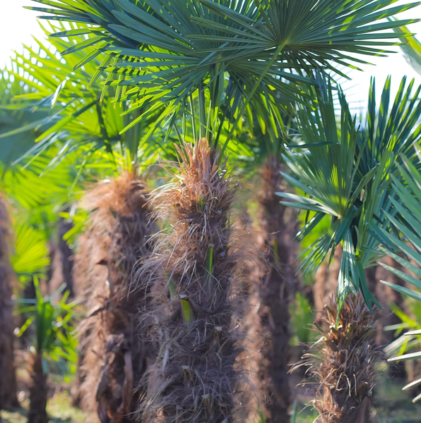 Trachycarpus Fortunei Hanfpalme ca. 300 cm Hoch Winterhart bis –19 °C
