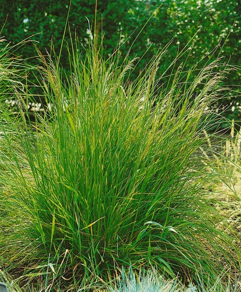 Deschampsia cespitosa, Rasen-Schmiele, ca. 9x9 cm Topf