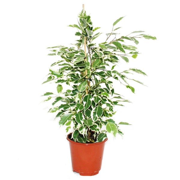 Ficus benjamina Starlight Birkenfeige in einem braunen Pflanztopf mit hölzernem Stützstab.