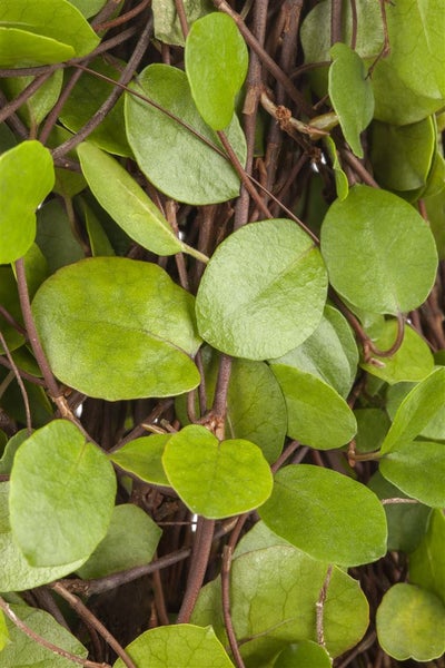 Muehlenbeckia axillaris, Kriechende Schönfrucht, ca. 9x9 cm Topf