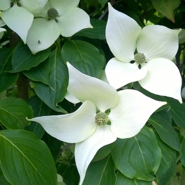 Nahaufnahme von blühendem Blumenhartriegel