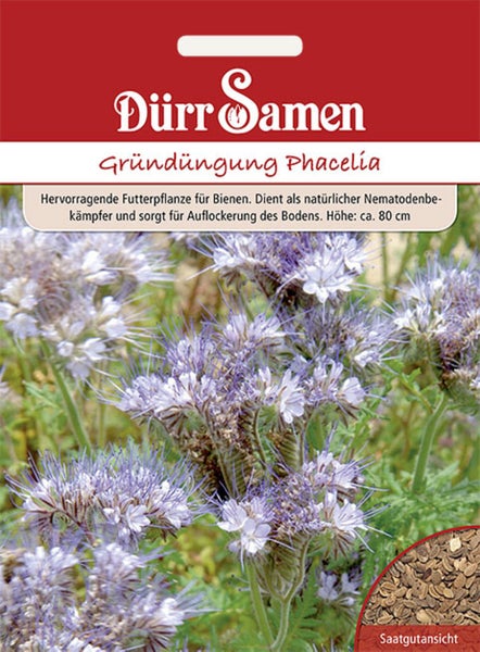 Gründüngung Phacelia/Bienenfreund 400 g Samen von Dürr Samen