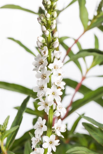 Lysimachia clethroides, Entenschnabel, weiß, ca. 9x9 cm Topf