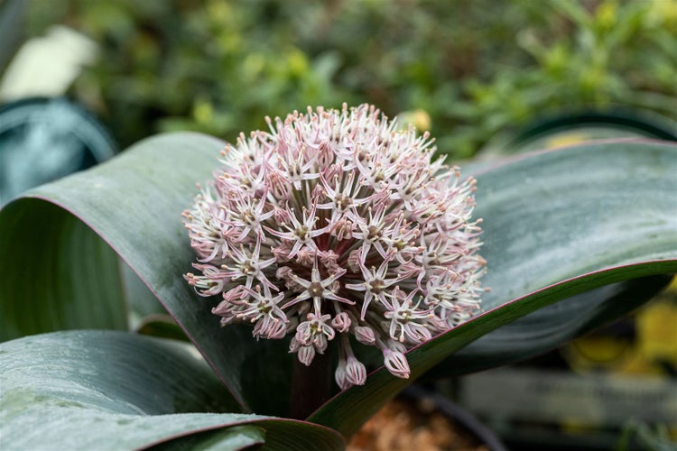 Nahaufnahme einer Kugelblume mit Blättern