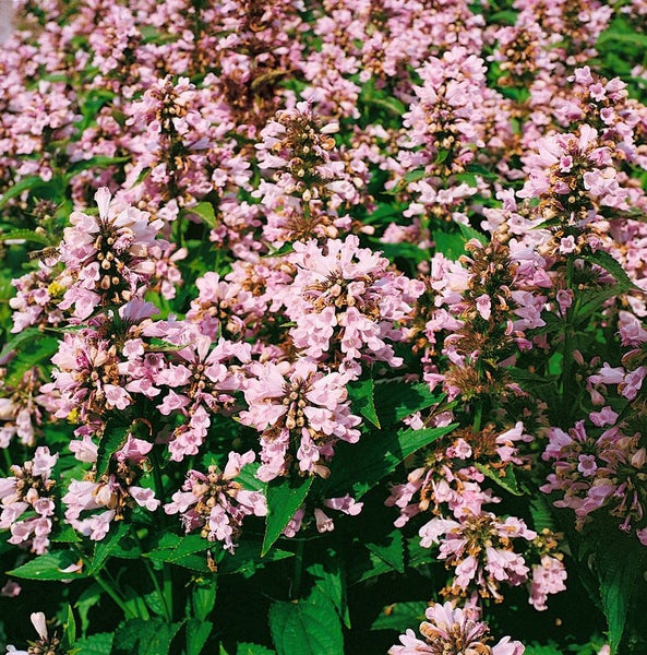 Nahaufnahme von blühenden, rosa Katzenminze Pflanzen.