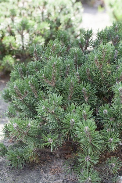 Pinus mugo 'Humpy', Bergkiefer, kompakt, 15–20 cm