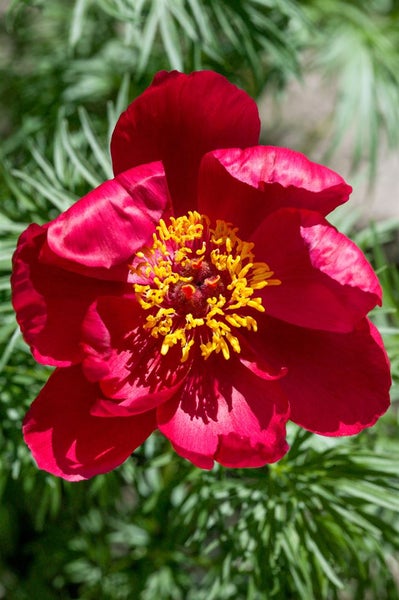 Paeonia tenuifolia, Pfingstrose, feingliedrig, ca. 11x11 cm Topf