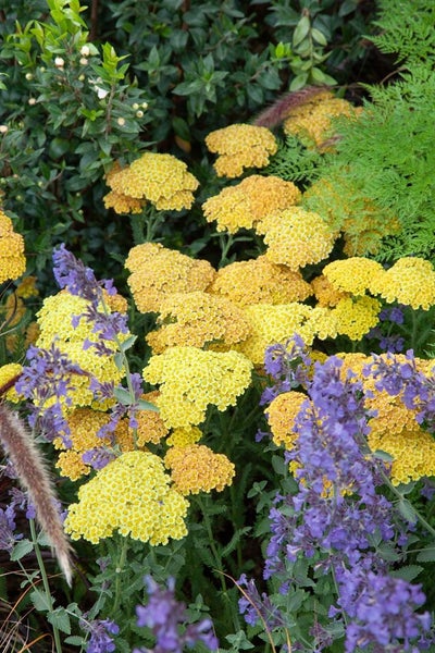 Achillea clypeolata 'Schwellenburg', Schafgarbe, gelb, ca. 9x9 cm Topf