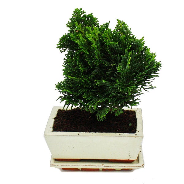 Outdoor-Bonsai - Chamaecyparis - Scheinzypresse - 3-4 Jahre alt - incl. Untersetzer