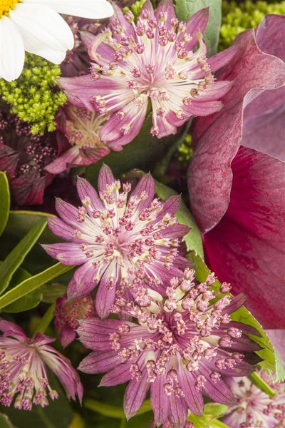 Astrantia major, Sterndolde, rosa, ca. 9x9 cm Topf
