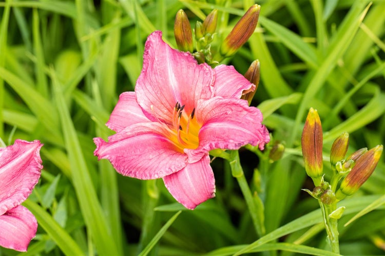 Hemerocallis x cult.'Summer Wine', Taglilie, weinrot, ca. 11x11 cm Topf