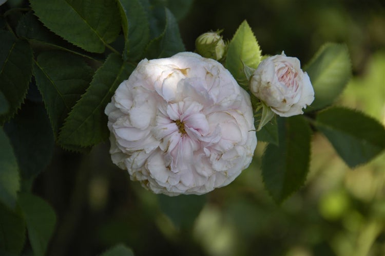 Rosa 'Felicite Parmentier', Alte Rose, rosa, 5-7,5 Liter Container