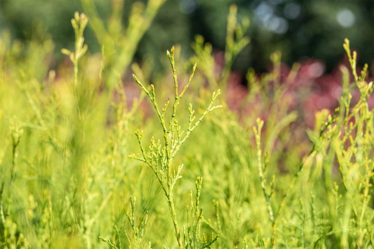 Thuja occidentalis 'King of Brabant', Lebensbaum, 40–60 cm