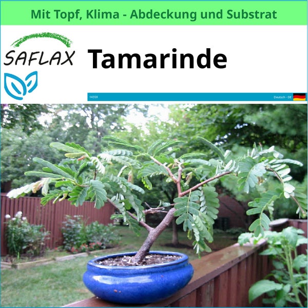 Tamarindenbaum im Topf mit Klimaabdeckung und Substrat