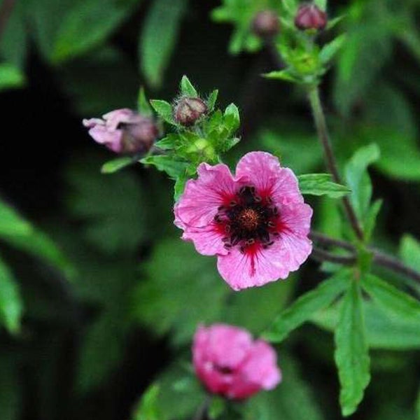 Blüte der Blutroten Purpur-Fingerkraut Pflanze