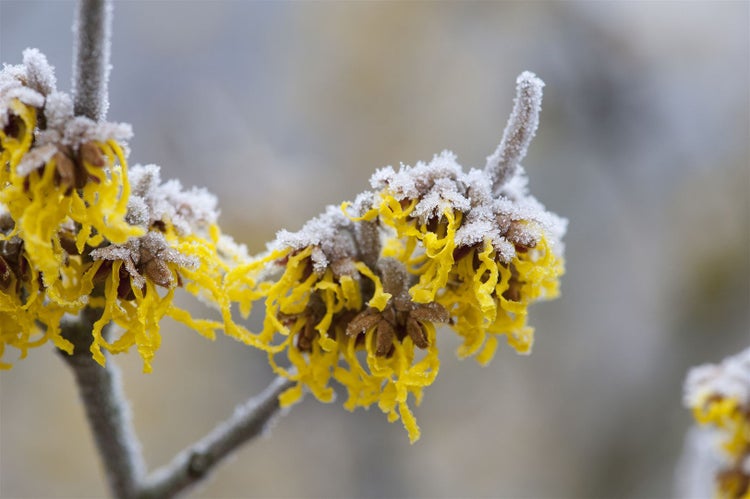 Nahaufnahme von Hamamelisblüten mit Frost