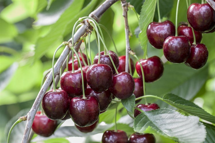 Prunus avium 'Sunburst', Süßkirsche, 150–200 cm, selbstfruchtend