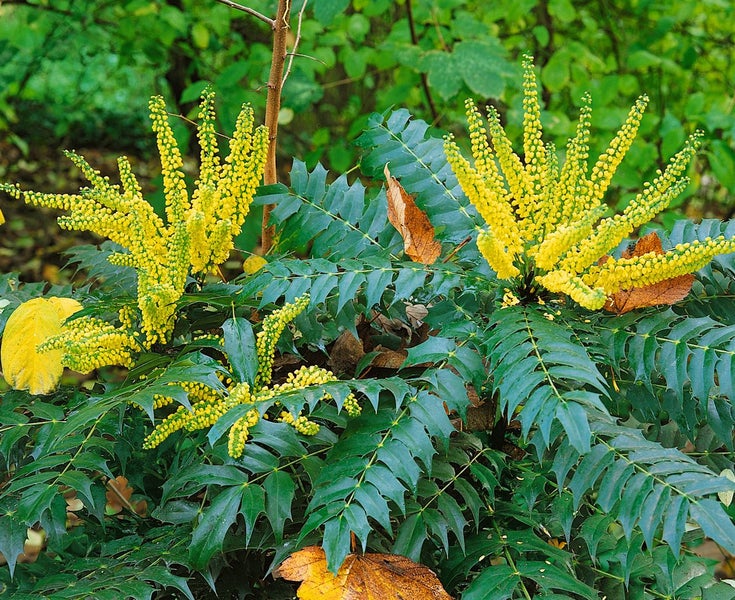 Mahonia media 'Winter Sun', Mahonie, gelbe Blüten, 40–60 cm