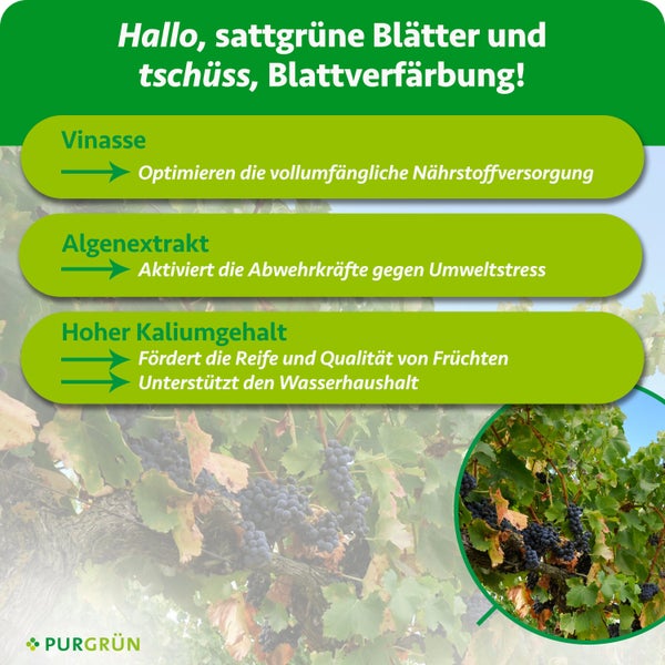 Purgrün Logo. Anleitung: 20 Milliliter Konzentrat in 2 Liter Wasser verdünnen. Anwendung von März bis Oktober einmal pro Woche.