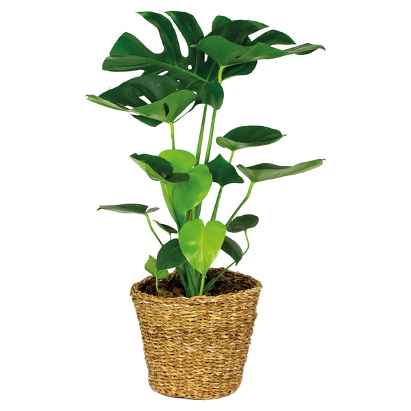 Monstera Deliciosa inkl. Seegraskorb - Lochflanze - Desodorierend - ⌀21 cm - ↕70-80 cm