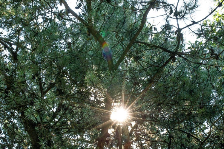 Pinus schwerinii, Kiefern-Hybride, 80–100 cm