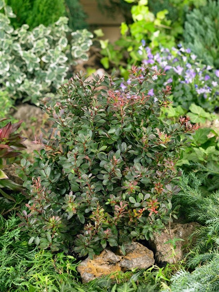 Berberis thunbergii 'Atropurpurea', Blutberberitze, purpurrot, 40–60 cm
