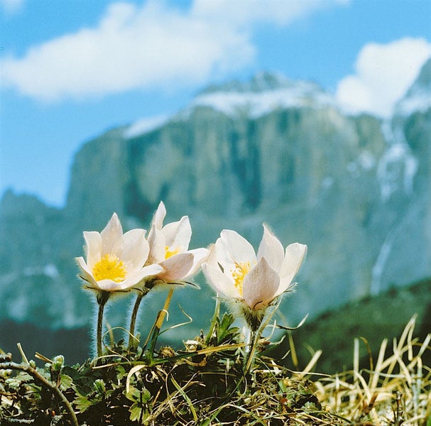 Pulsatilla vernalis, Küchenschelle, weiß, ca. 9x9 cm Topf