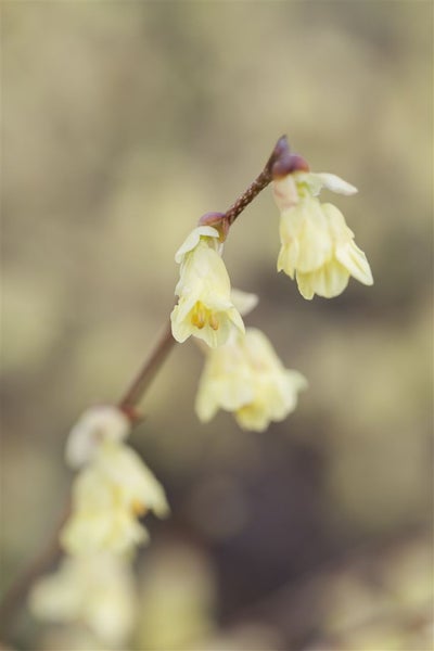Corylopsis pauciflora, Scheinhasel, zartgelb, 40–60 cm