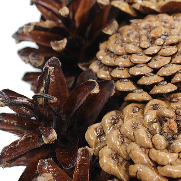 Detailaufnahme von Kiefernzapfen