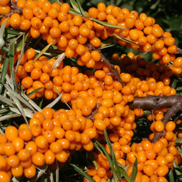 Nahaufnahme von orangefarbenen Sanddornbeeren an einem Zweig mit schmalen grünen Blättern.