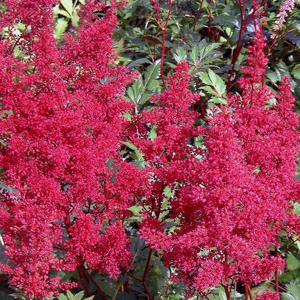 Astilbe mit roten Blütenständen im Garten.