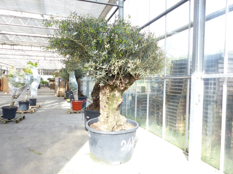Großer Olivenbaum Olea europaea mit dickem, knorrigen Stamm und grünen Früchten in einem schwarzen Topf in einer hellen, geräumigen Gärtnerei.