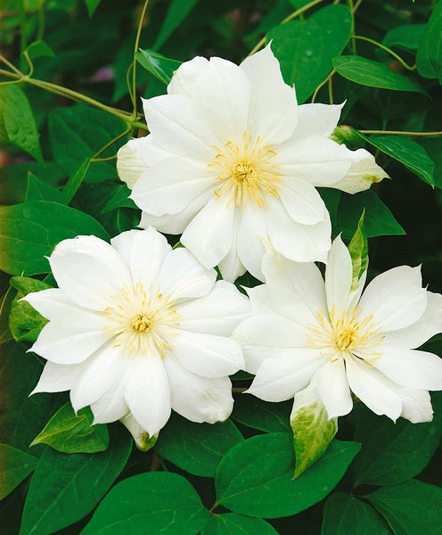 Clematis texensis 'Duchess of Edinburgh', weiß, 60–100 cm