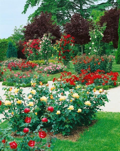 Rosa 'Chorus', Rose, leuchtend orange, 3-5 Liter Container
