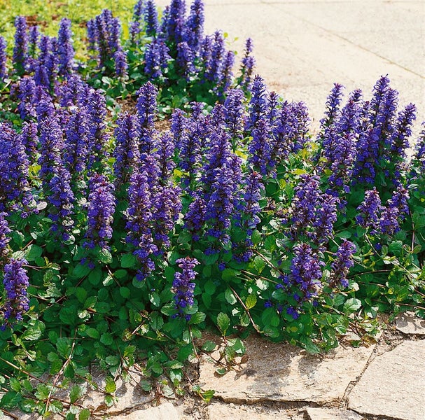 Ajuga reptans 'Atropurpurea', Günsel, purpur, ca. 9x9 cm Topf
