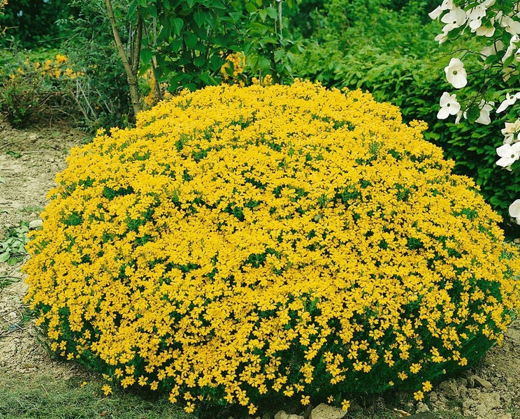 Genista hispanica, Spanischer Ginster, gelb, 20–30 cm
