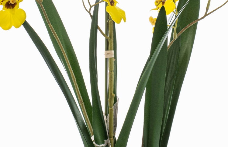 Künstliche Oncidium Orchidee DEISHA in Dekoschale, Wurzeln, gelb, 60cm - Unechte Orchidee
