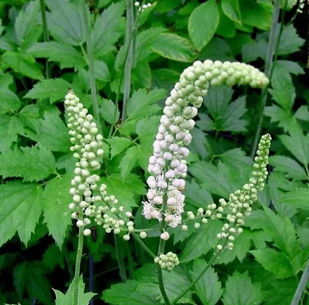 Nahaufnahme von Christophskraut mit Beeren