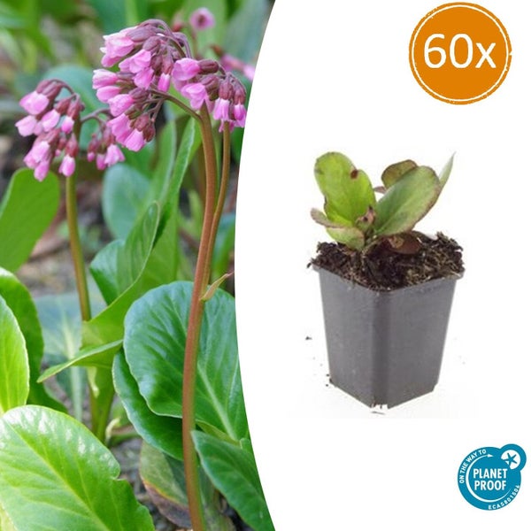 Bodendecker - Staude - Bergenie - Bergenia cordifolia 'Herbstblüte' - 9cm Topf - Set mit 60 Pflanzen