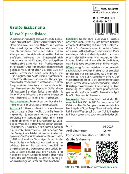 SAFLAX Garden to go - Große Essbanane - Musa X paradisiaca - 10 Samen - Mit Topf, Klima - Deckel und Anzuchtsubstrat