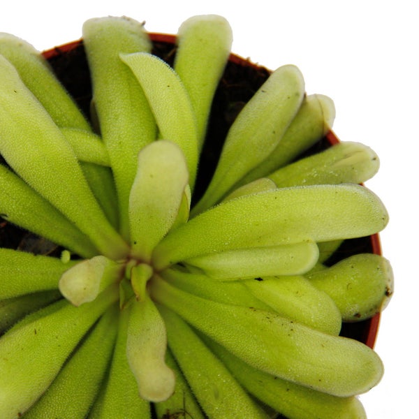 Fleischfressende Pflanze - Zierliches Fettkraut - Pinguicula Anna - 9cm Topf