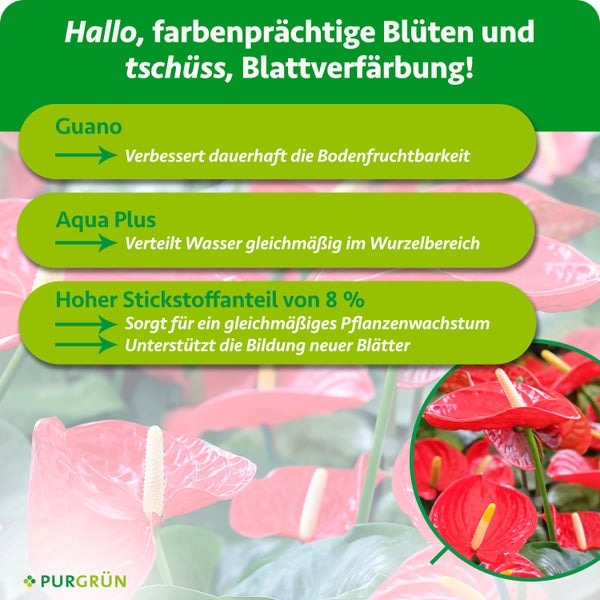Infografik für Pflanzendünger: Guano, Aqua Plus und 8 Prozent Stickstoff für Bodenfruchtbarkeit und Wachstum bei Anthurien. Purgrün Logo.