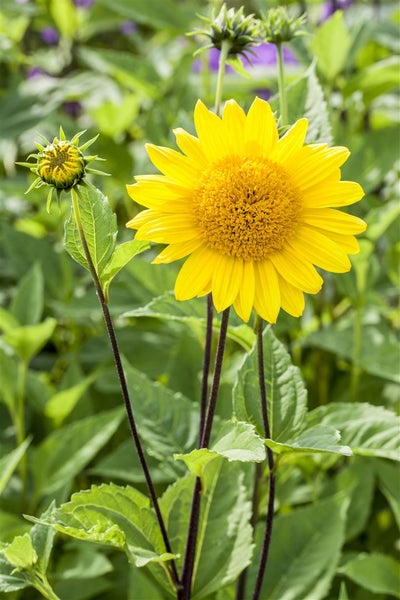Helianthus decapetalus 'Capenoch Star', Stauden-Sonnenblume, gelb, ca. 11x11 cm Topf