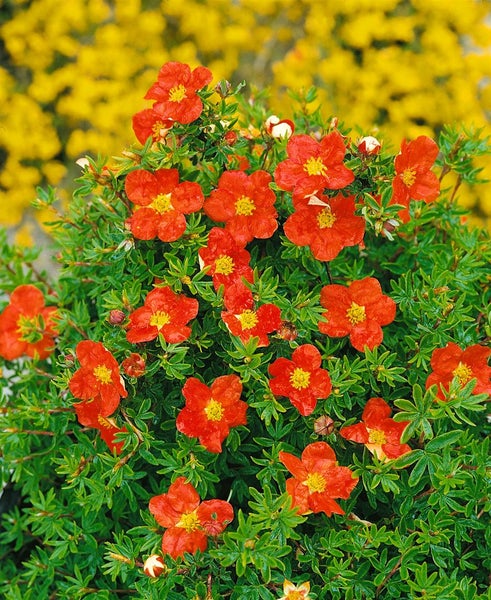 Blühende Purpurrote Strauch Fingerkraut Pflanze