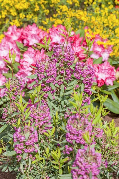 Kalmia angustifolia 'Rubra', Lorbeerrose, rosa Blüten, 30–40 cm