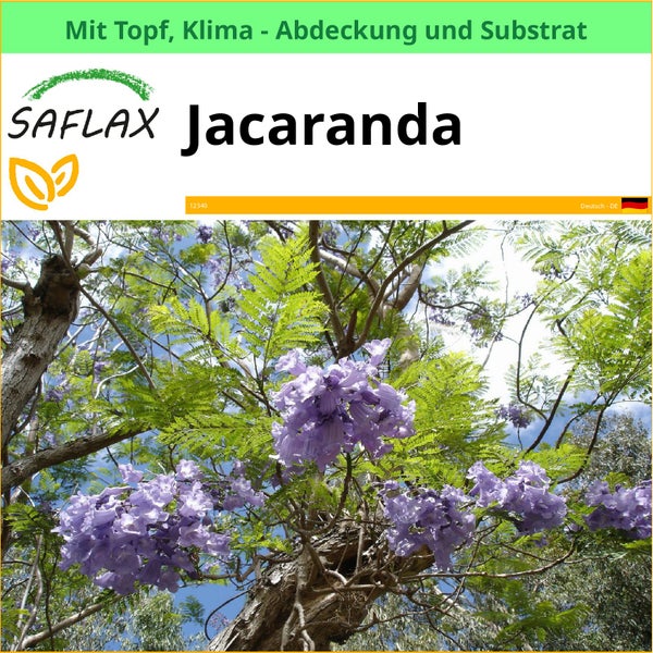 Jacaranda Baum mit Topf, Klimadeckel und Substrat