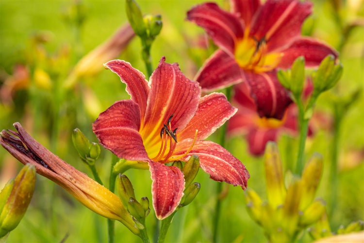 Hemerocallis x cult. 'Chicago Apache', Taglilie, rot, ca. 11x11 cm Topf